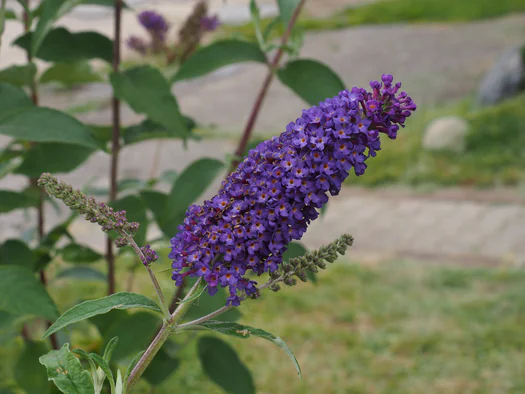 Gutshaus Sommersdorf, Mecklenburg Voor-Pommeren (Germany)
